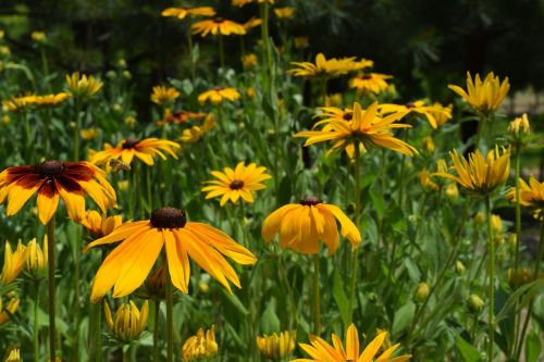 flowers yellow flower yellow