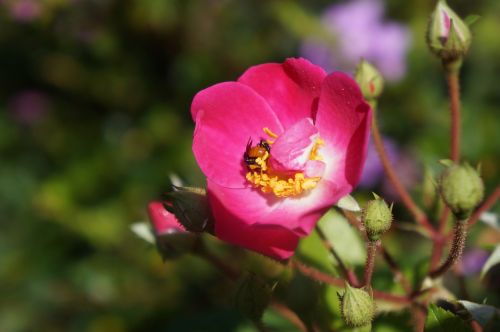 flowers nature bee