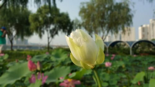 flowers flower lotus