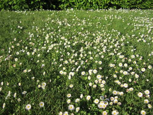 flowers meadow spring