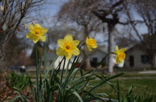 flowers yellow daffodils