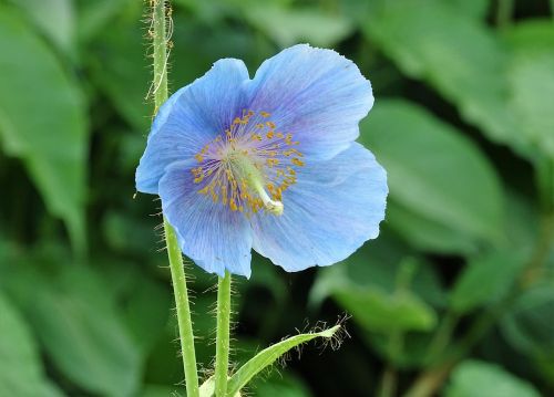 flowers anemone blue