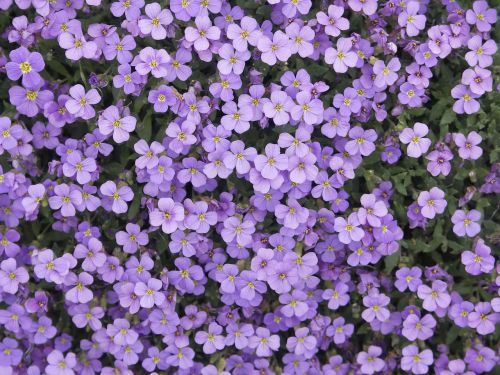 flowers purple purple nature