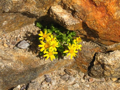 flowers stones mountains