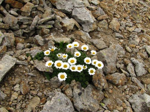 flowers chamomile stones
