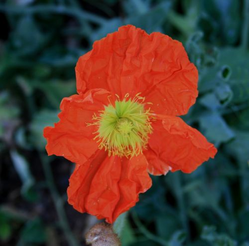 flowers blooms poppies