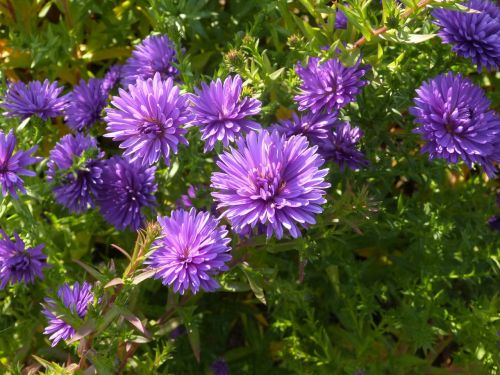 flowers wild flowers floral