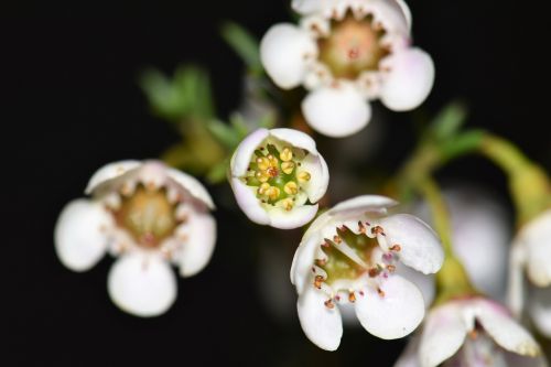 flowers leaves plant