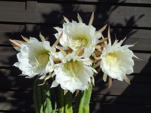 flowers cactus white