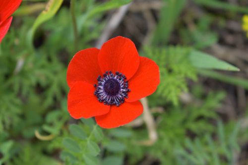 flowers nature field