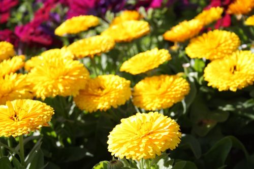 flowers macro floral