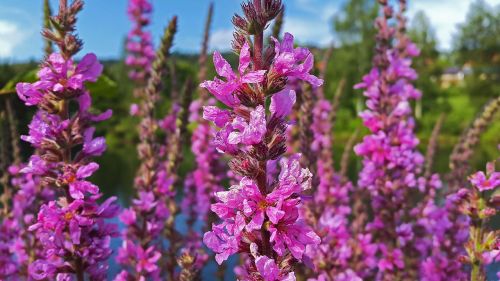 flowers purple spring