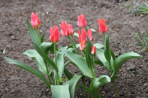 flowers tulips red