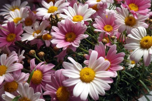 flowers daisies pink