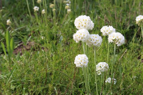 flowers white summer