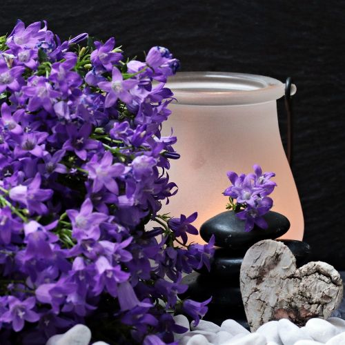 flowers flower purple stones