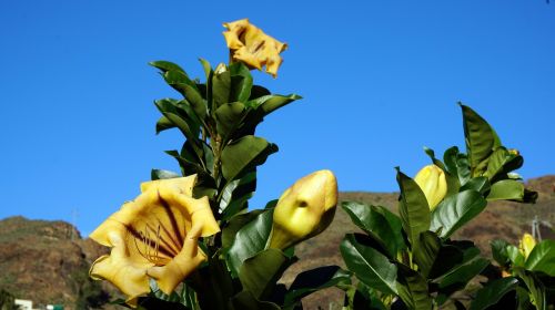 flowers plants canary islands