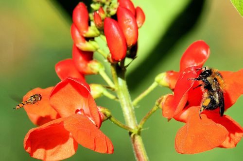 flowers flower red