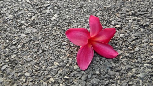 flowers frangipani nature