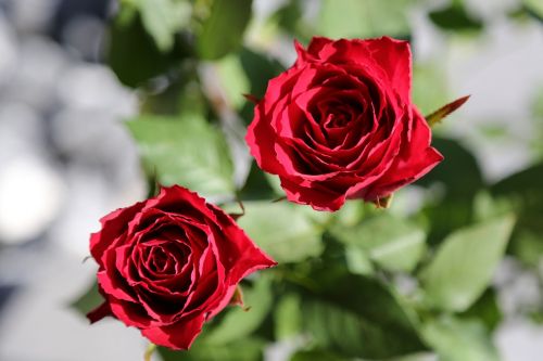 flowers red roses roses