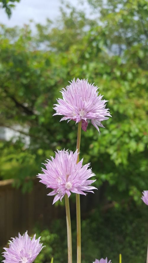 flowers chive flowers summertime