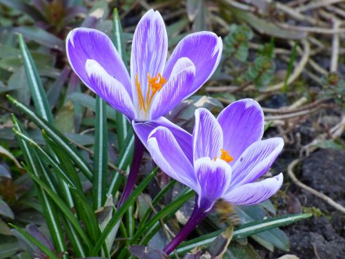 flowers spring plant