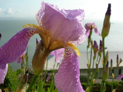 flowers bearded iris blossom