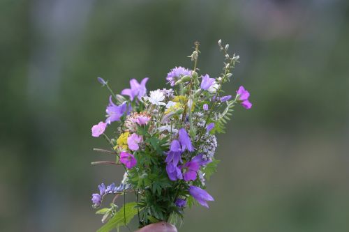 flowers nature plant