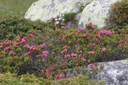 flowers nature plant