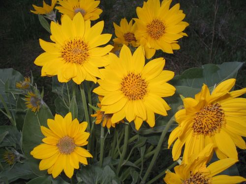 flowers wildflowers arrowleaf balsamroot