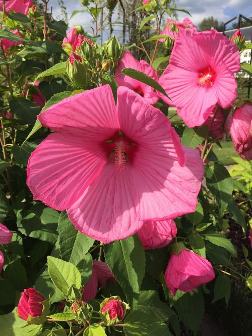 flowers pink nature