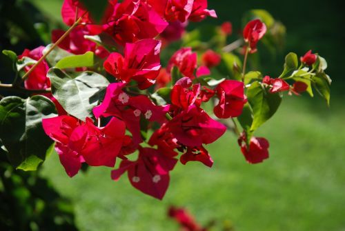 flowers floral plants