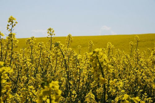 flowers colza field floral