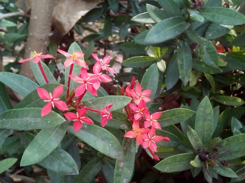 flowers flower pin red flowers