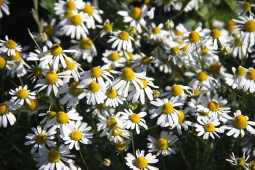 flowers false chamomile plant