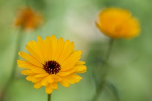 flowers yellow summer