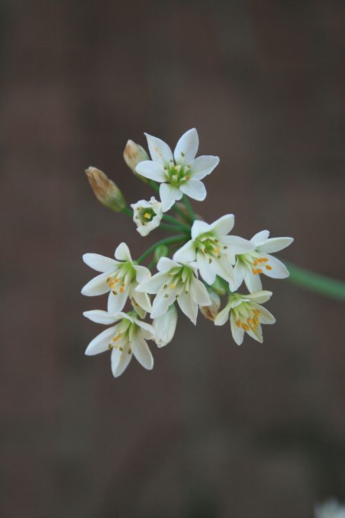 flowers garlic small