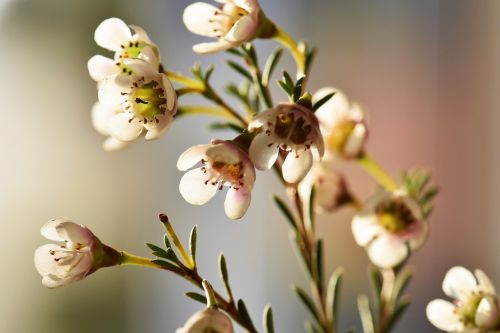 flowers white nature