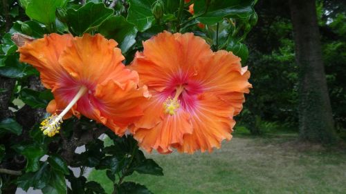 flowers hibiscus yellow orange