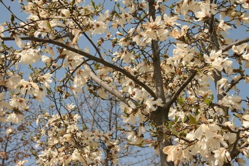 flowers flower tree spring