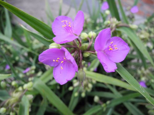 flowers purple macro