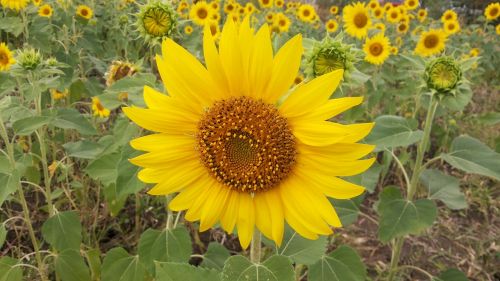 flowers yellow sunflower