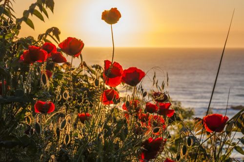 flowers sun ocean