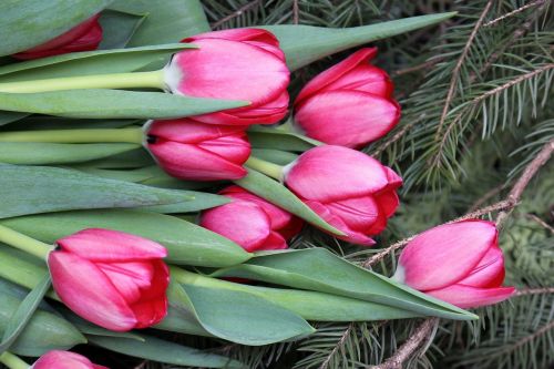 flowers tulips pink
