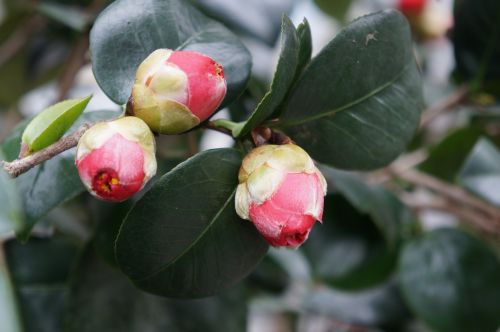 flowers red camellia