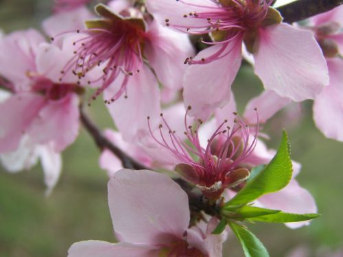 flowers pink blooms