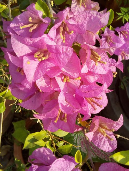 flowers bougainvillea fueng fah