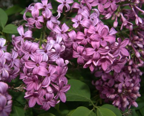 flowers lilac lilacs