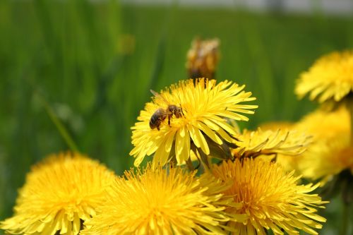 flowers bee yellow