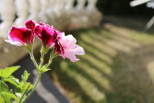 flowers pink pink flower